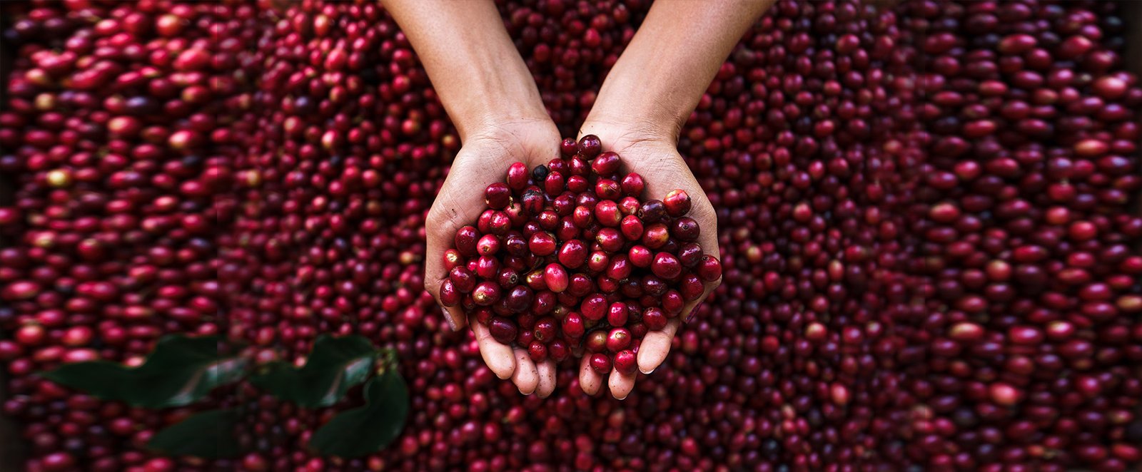 Cherry Bean